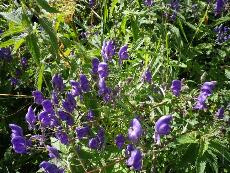 Aconitum degenii / Aconito di Degen